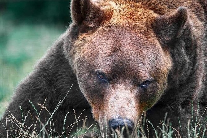 Brasov: Bears Sanctuary, Rasnov Fortress, Bran Castle GUIDED Tour - Why this Brasov day trip works