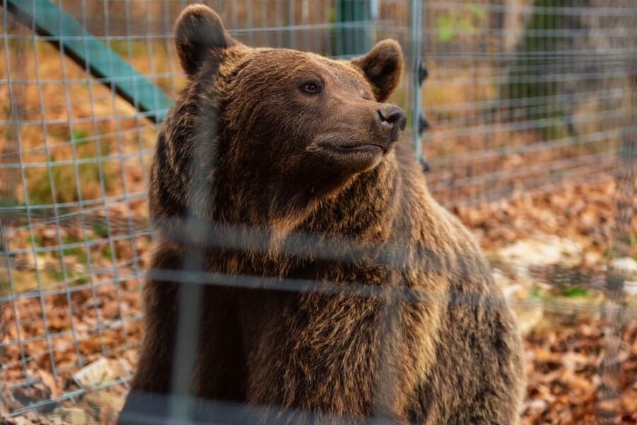 Bucharest: Bran Castle and Bear Sanctuary Small-Group Tour - At a glance: what makes this day trip useful