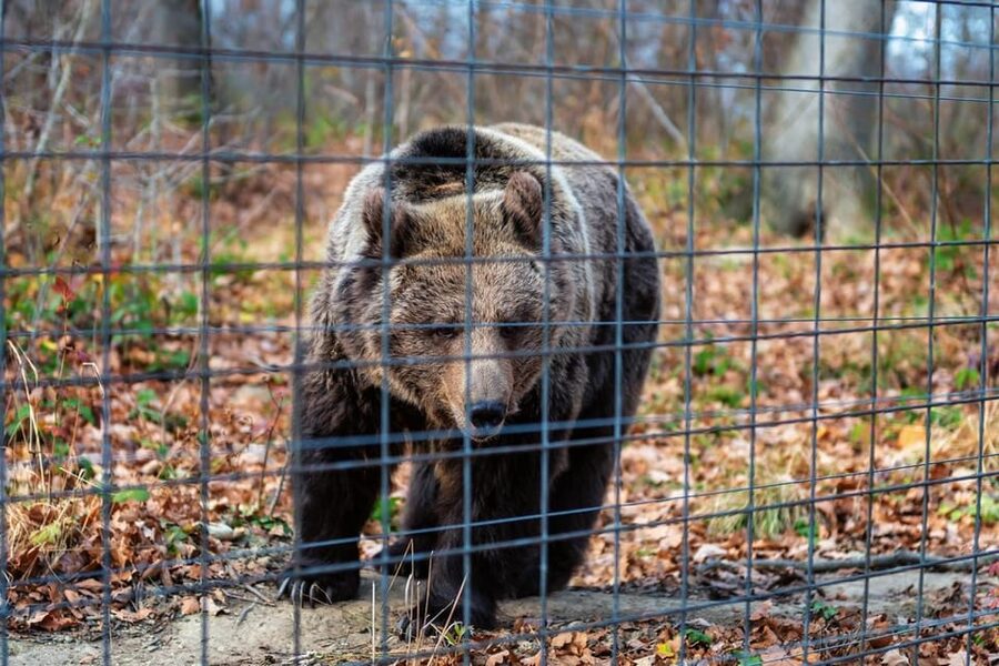 Bucharest: Bran Castle and Bear Sanctuary Small-Group Tour - Who should book this Bucharest day trip?