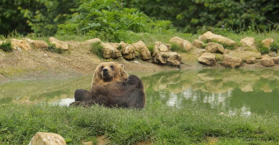 Bucharest: Day Trip to Bear Sanctuary, Bran Castle & Brasov - Brasov: The Best Place to Slow Down