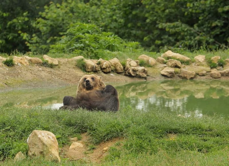 Bucharest: Day Trip to Bear Sanctuary, Bran Castle & Brasov - Meeting the Rescued Bears at Libearty