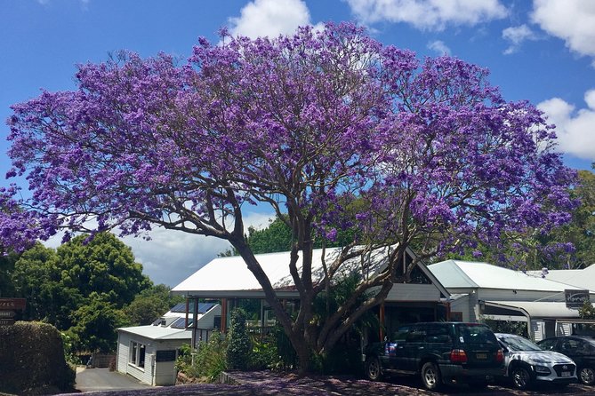 Byron Bay and Beyond Tour Including Cape Bryon Lighthouse Crystal Castle and Bangalow - The Farm brings food and animals into the day