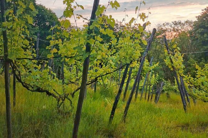 Castle Winery Tour & Tasting near Lake Maggiore - Boca DOC and volcanic porphyry