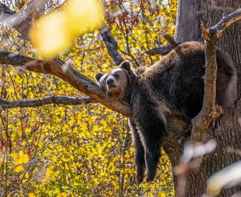 Cave Valley, Râșnov Fortress, Bran Castle & Bear Sanctuary - Why this four-stop route works