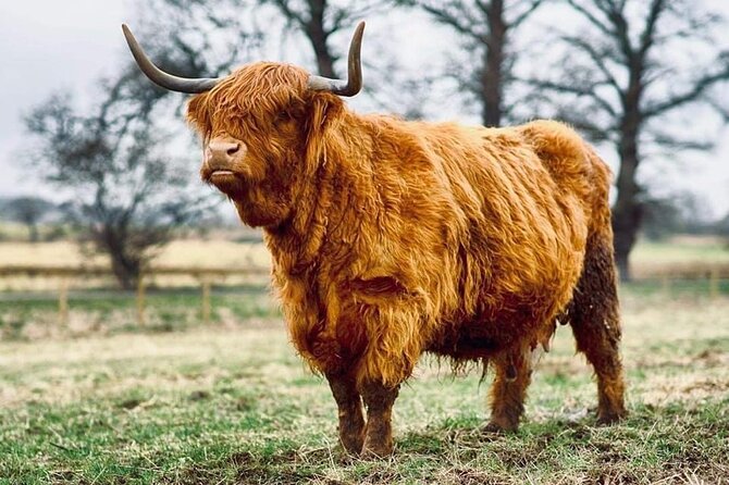 Cawdor Castle, Inverness, Culloden, Outlander and Loch Ness Tour - Inverness gives you a short taste of the city