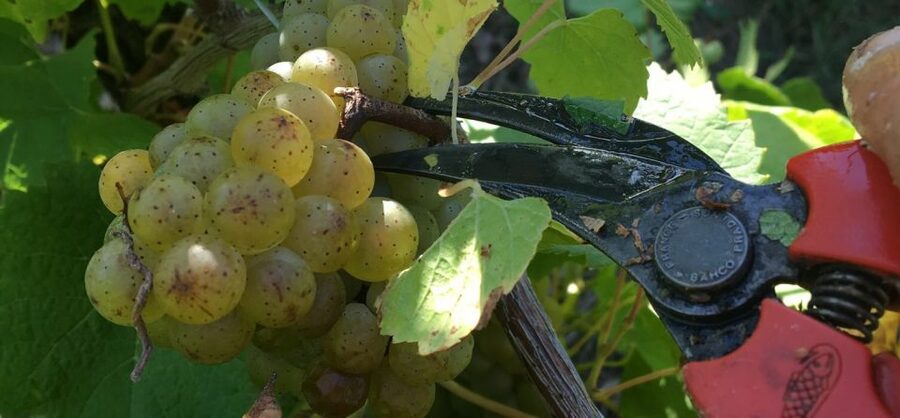 Château du Bois-Huaut: Cellar Tour and Wine Tasting Class - Why this small estate visit works