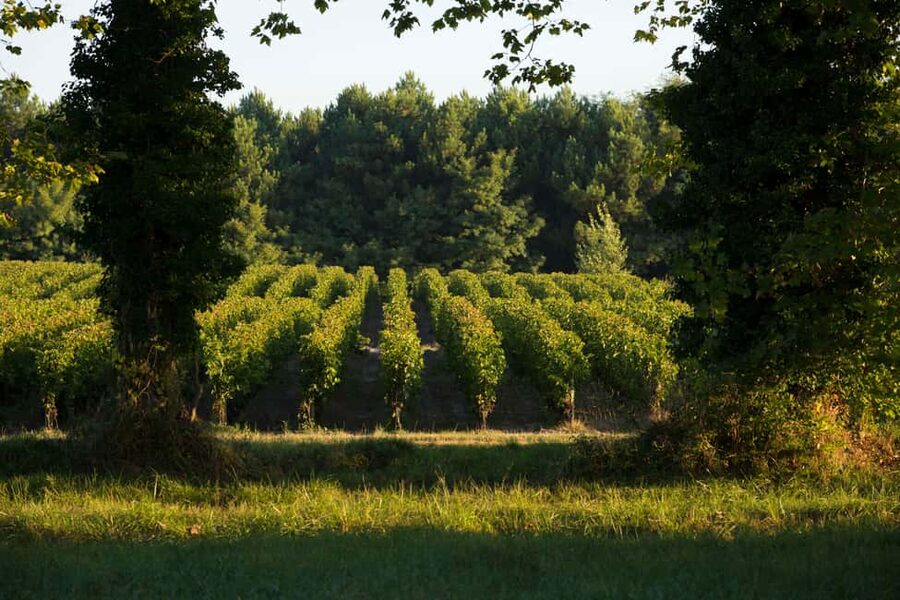 Château Olivier: One Hour Vineyard Tour with Wine Tasting - Key Details Before You Go