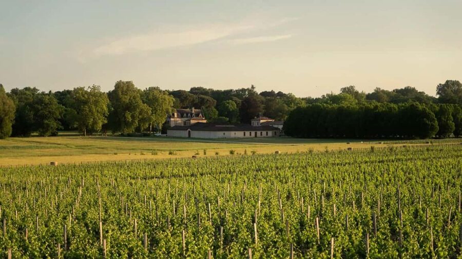 Château Olivier: One Hour Vineyard Tour with Wine Tasting - Comfort, Access, and Practical Limits