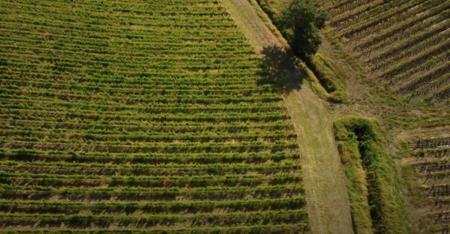 Chianti and Castles Tour From San Gimignano - Who should book this six-hour tour