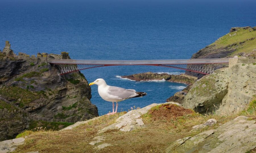 Cornwall: Tintagel Castle Entry Ticket - Who will enjoy Tintagel Castle most?