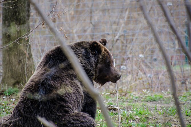 Day Trip Bear Sanctuary, Bran Castle, Rasnov Fortress from Brasov - The guide and the small-group format