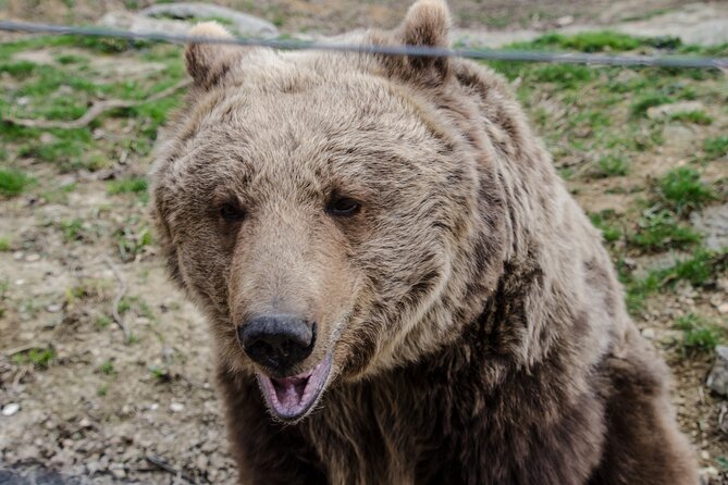 Day Trip Bear Sanctuary, Bran Castle, Rasnov Fortress from Brasov - What the $71 price really covers