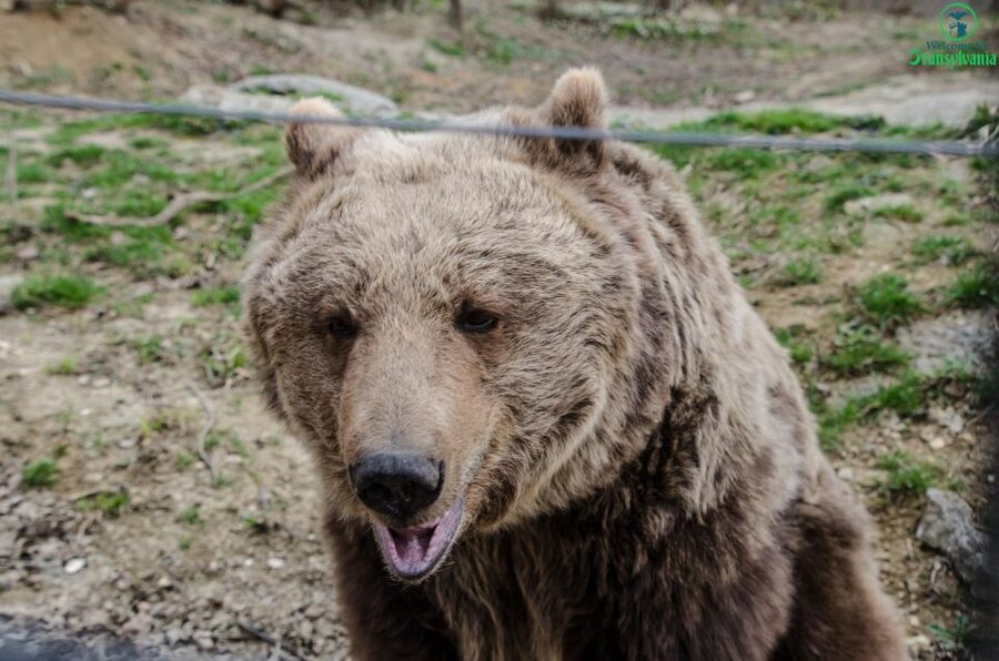 Day trip Bran Castle, Rasnov Fortress and Bear Sanctuary - The three details that shape the day