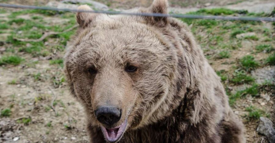 Day trip Bran Castle, Rasnov Fortress and Bear Sanctuary - Why this route works from Brașov