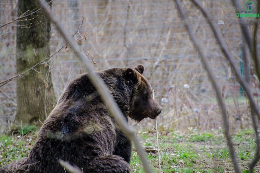 Day trip Bran Castle, Rasnov Fortress and Bear Sanctuary - Râșnov Fortress and its 147-meter well