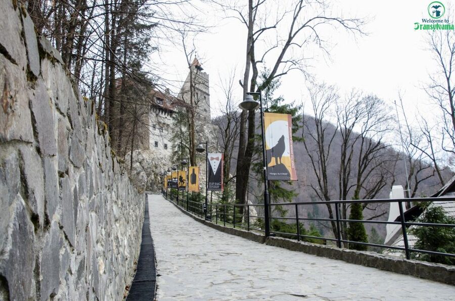 Day trip Bran Castle, Rasnov Fortress and Bear Sanctuary - LiBEARty Sanctuary: the most meaningful stop