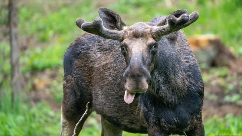 Day Trip To Gauja National Park: Animals, and Castles - Why Gauja makes a strong escape from Riga