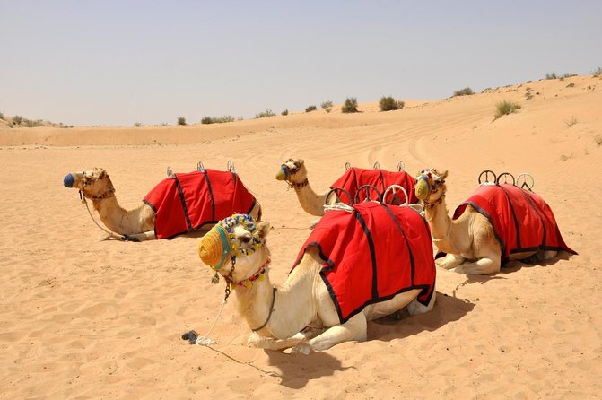 Desert Safari: Luxury Fortress Dinner, Camel Ride & Dune Bashing - The day begins with a 3 p.m. hotel pickup