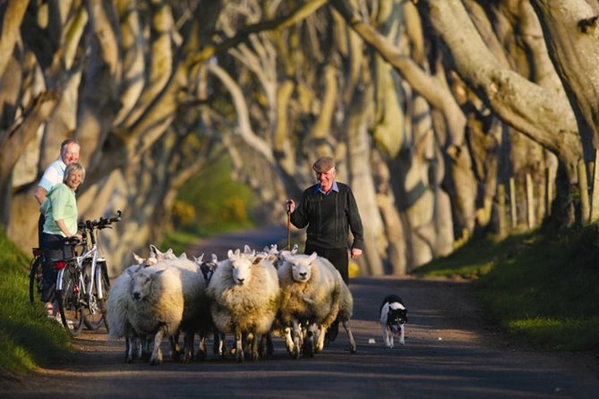 Dublin to Dunluce Castle, Giant's Causeway, Dark Hedges & Belfast - Dunluce Castle and the Atlantic coast