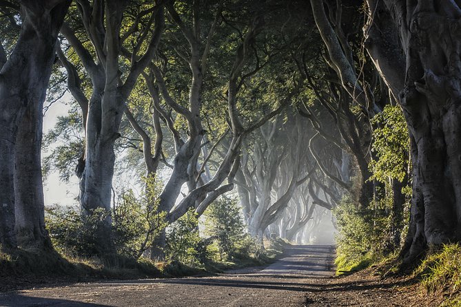 Dublin to Dunluce Castle, Giant's Causeway, Dark Hedges & Belfast - The Dark Hedges in twenty minutes