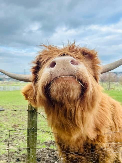 Edinburgh: Highland Cow, Blackness Castle, and Cake Tour - Meeting Haggis, Thelma, and Louise at the farm