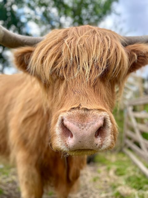 Edinburgh: Highland Cow, Blackness Castle, and Cake Tour - Is $197 per person good value?