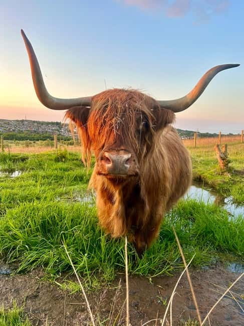 Edinburgh: Highland Cow, Blackness Castle, and Cake Tour - Reaching Blackness Castle beside the Firth of Forth