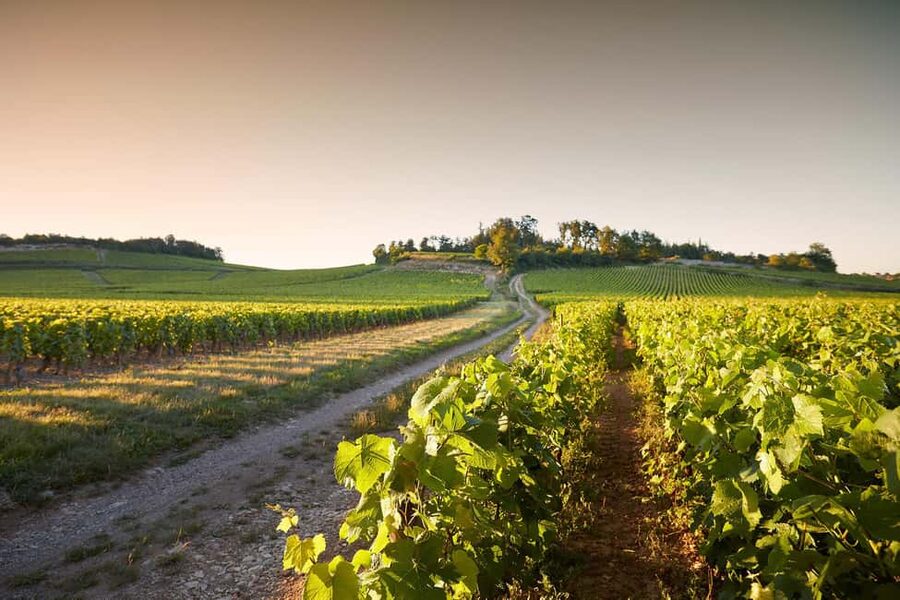 Electric scooter getaway and tasting at Château de Chamirey - Key points at a glance
