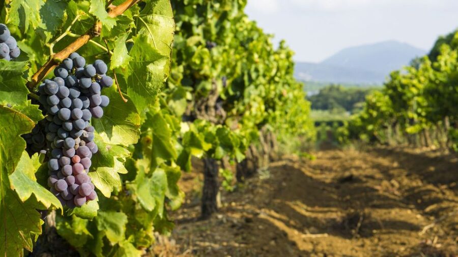 From Aix-en-Provence: Châteauneuf du Pape Wineries Day Trip - Key points at a glance