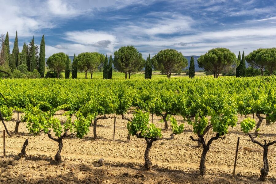 From Aix-en-Provence: Châteauneuf du Pape Wineries Day Trip - Why Châteauneuf-du-Pape is worth the drive