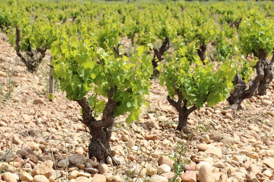 From Aix-en-Provence: Châteauneuf du Pape Wineries Day Trip - The second winery: comparing estates and blends