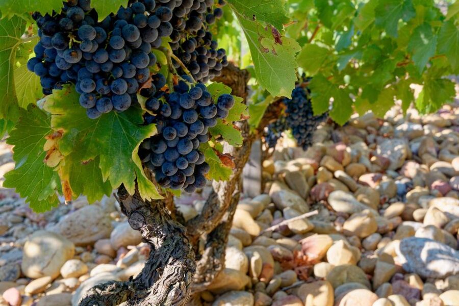 From Avignon: Luberon and Chateauneuf-du-Pape Full-Day Tour - Is $199 good value?