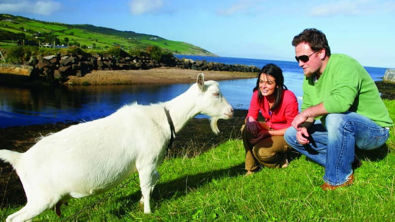 From Belfast: Giant's Causeway, Dunluce Castle & Dark Hedges - What the $64 price really covers