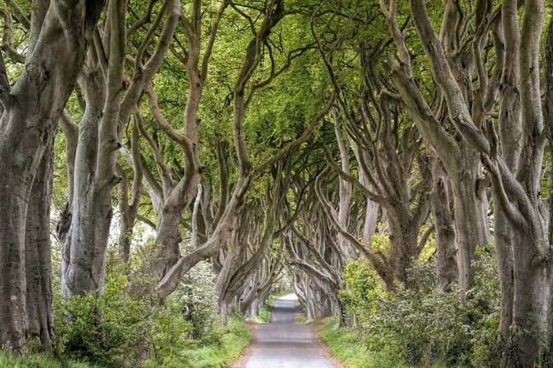 From Belfast: Giant's Causeway Guided Day Tour With Castles - Carrick-a-Rede from the Portaneevy Viewpoint