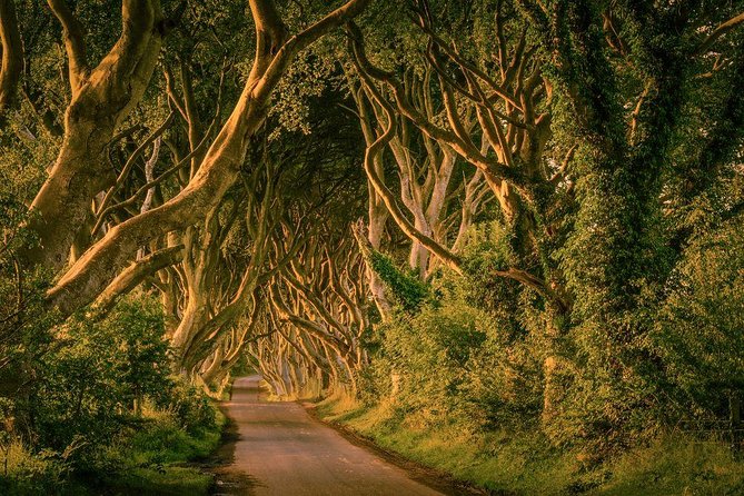 From Belfast-Giants Causeway, Dunluce Castle and Dark Hedges tour - Who will enjoy this tour most?