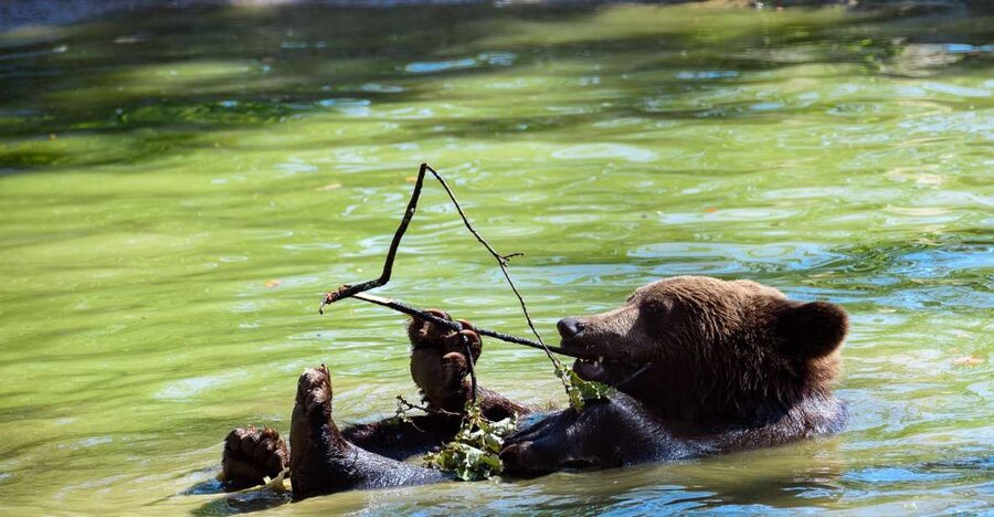 From Bucharest: Bear Sanctuary and Dracula Castle Day Tour - Key points before you book