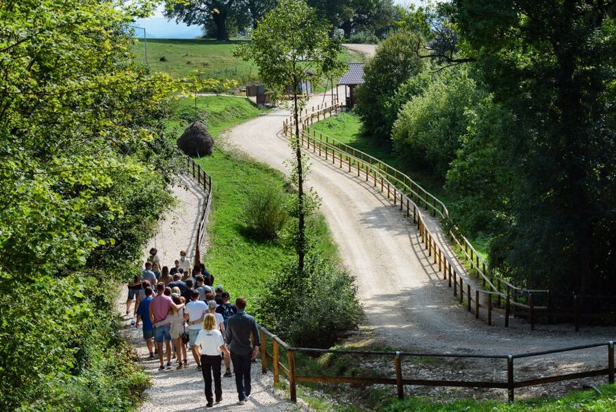 From Bucharest: Bear Sanctuary and Dracula Castle Day Tour - The best fit, and who should skip it