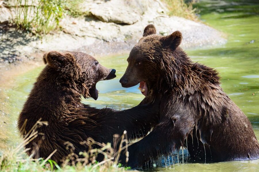 From Bucharest: Bear Sanctuary and Dracula Castle Day Tour - Should you book this Bucharest day trip?