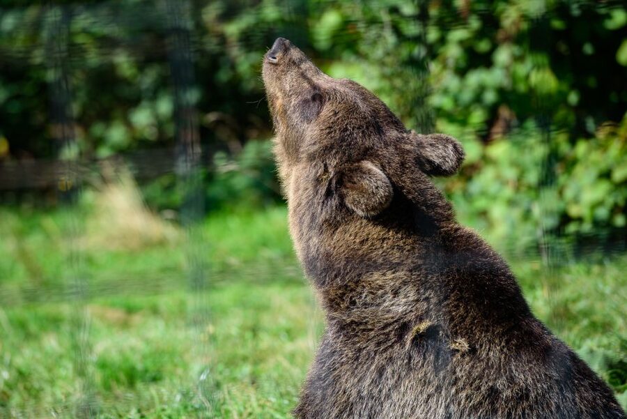 From Bucharest: Bear Sanctuary and Dracula Castle Day Tour - Bran Castle and the Dracula connection
