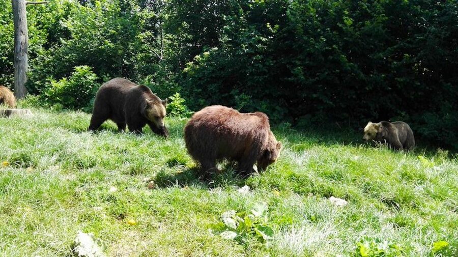 From Bucharest: Libearty Bear Sanctuary and Dracula's Castle - Why this makes sense as a day from Bucharest