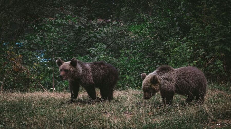 From Bucharest: Libearty Bear Sanctuary and Dracula's Castle - The Carpathian road to Bran