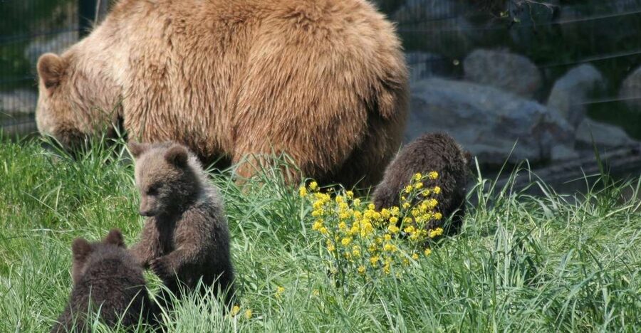 From Bucharest: Libearty Bear Sanctuary and Dracula's Castle - Bran Castle, medieval fortress and Dracula stage set