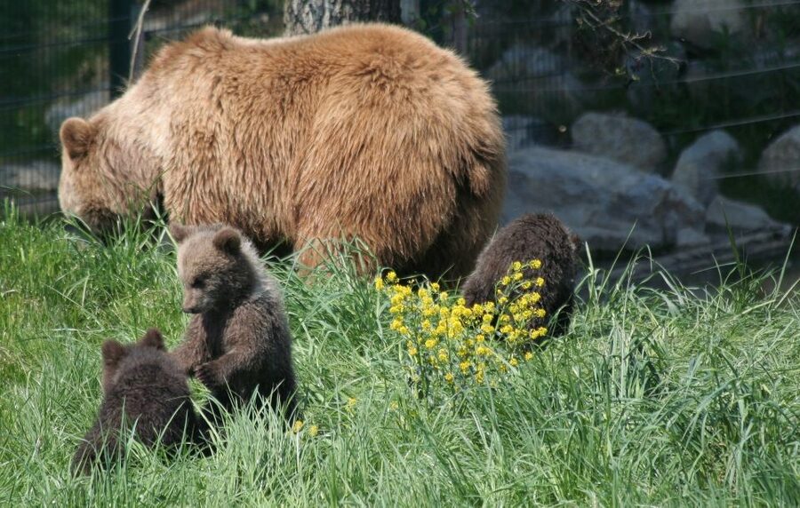 From Bucharest: Libearty Bear Sanctuary and Dracula's Castle - The drive into Transylvania and the Carpathians