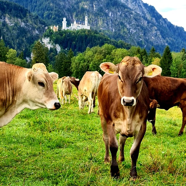 From Füssen: Neuschwanstein & Linderhof Castles Private Tour - Is $471 Per Person Good Value?