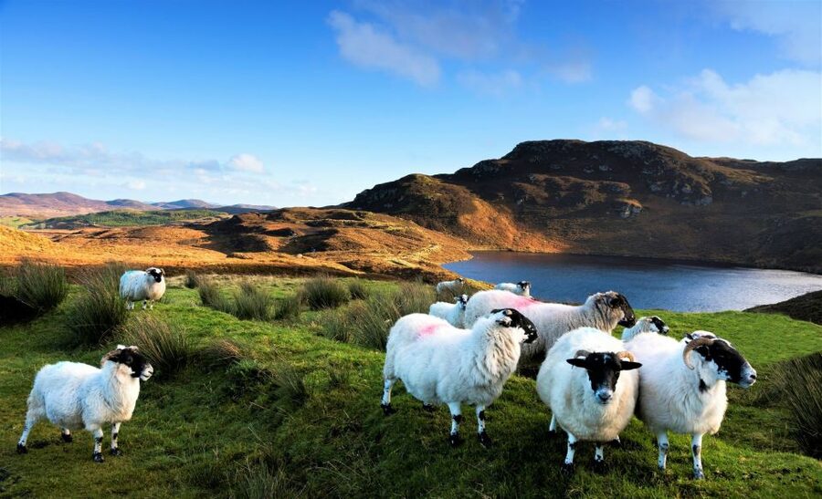 From Galway: Castles of Connemara Full-Day Tour - Aughnanure Castle and the world of the tower house