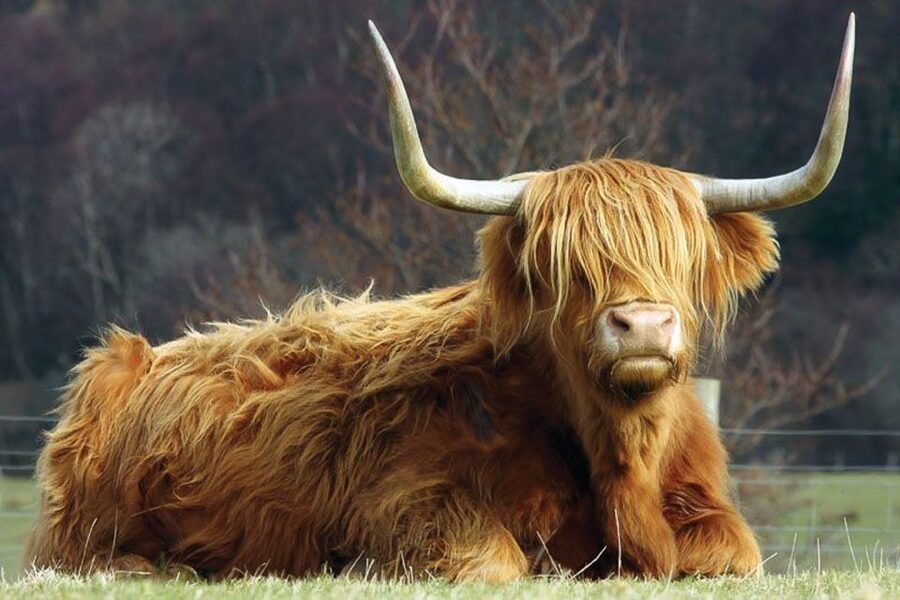 From Glasgow: Oban, Glencoe & West Highland Castles Day Trip - Glencoe, Rannoch Moor, and the Black Mount