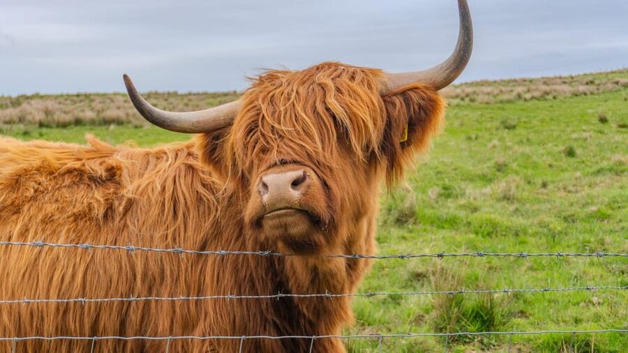 From Inverness: Cawdor Castle and Cairngorms National Park - Cawdor Castle and gardens: the day’s main historic stop