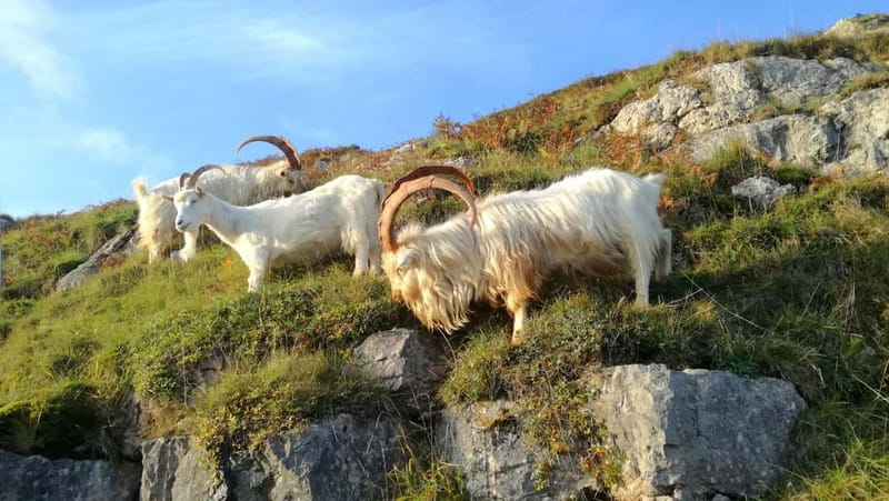 From Llandudno: Portmeirion, Snowdonia and Castles Tour - Portmeirion is the day’s most unusual stop