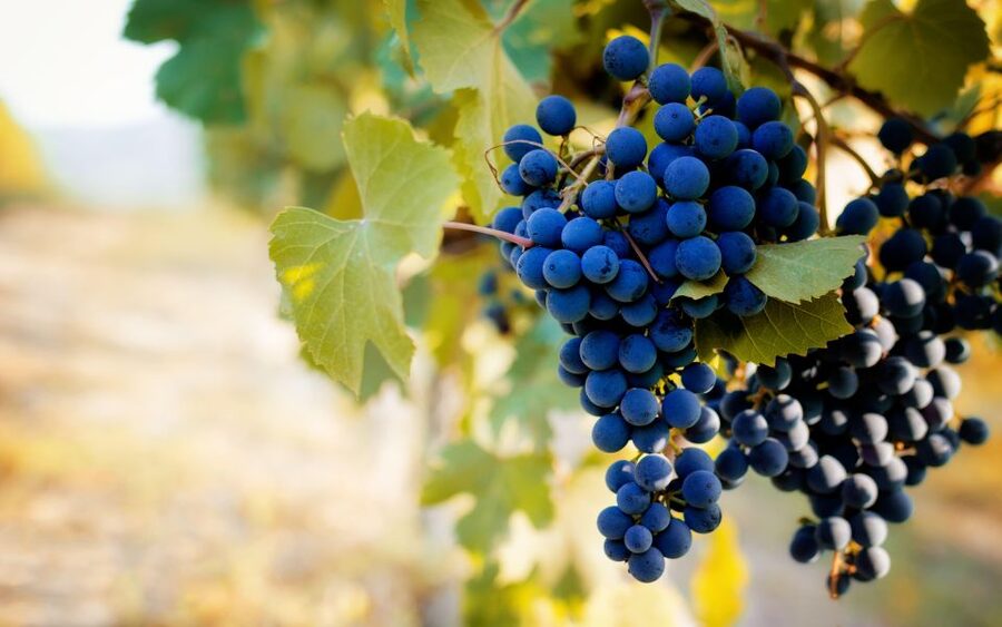 From Milan: Barolo Wine Tasting, Alba Tour and Castle Visit - A medieval castle and the best panorama of the day