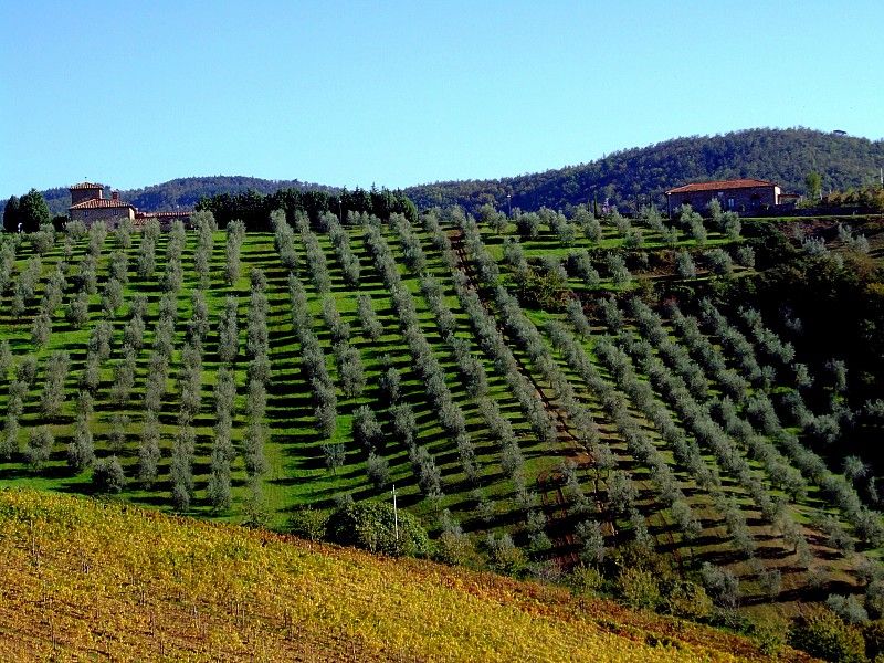 From Siena: Chianti and Castles Tour with Wine Tastings - The First Winery: A Polished Introduction to Chianti Wine
